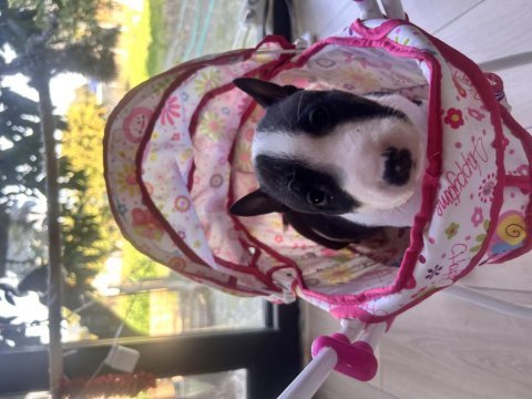 A secereli minyatür bull terrier yavruları kıf-fcı kayıtlı