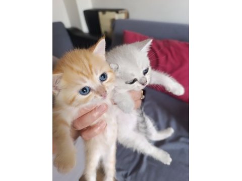 British shorthair silver golden bebekler