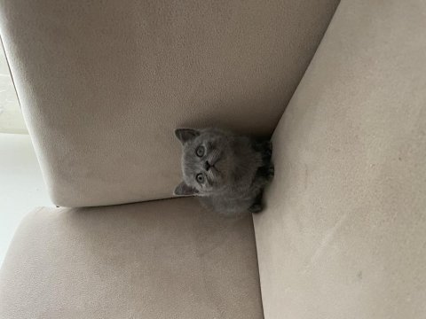 British shorthair dişi yavru