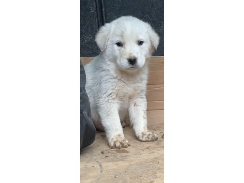 Safkan şecereli akbaş yavrular