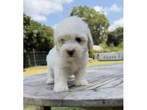 Maltese terrier yavrular