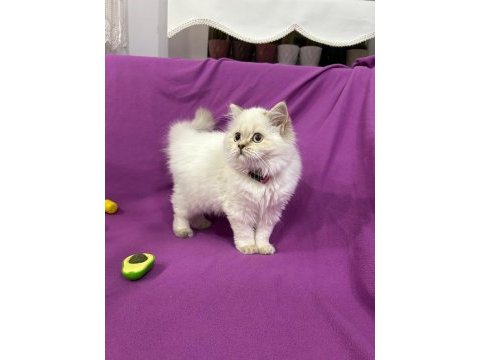 British longhair mavi boncuğum