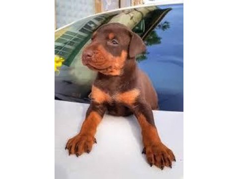 2 aylık asil doberman yavrularım