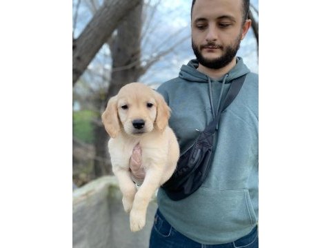 Dünya tatlısı golden retriever yavrularım