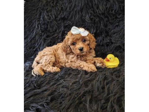 Peluş bir poodle kız