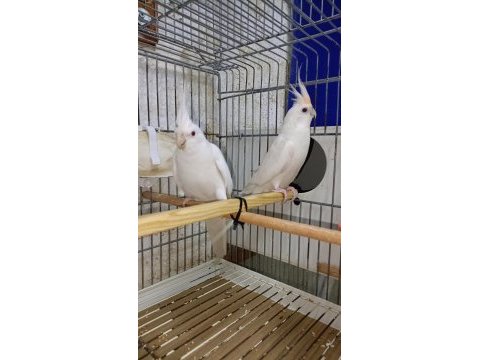 Albino takım sultan papağanı
