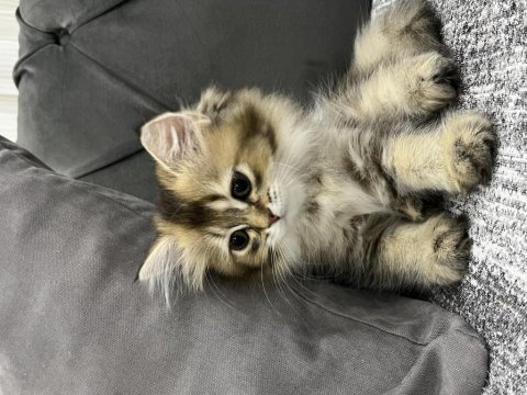 British longhair kedisi