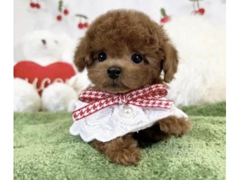 Toy poodle yavru