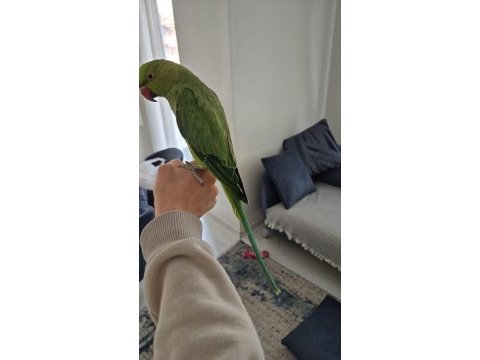 Evcil pakistan papağanı