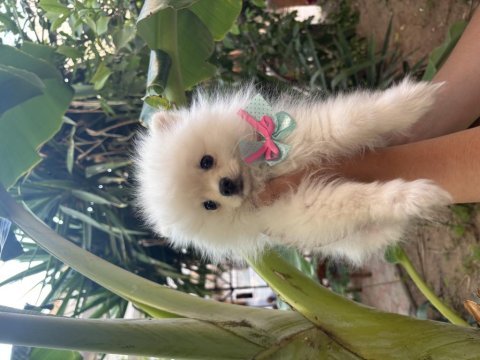 Dünyalar tatlısı dişi pomeranian boo