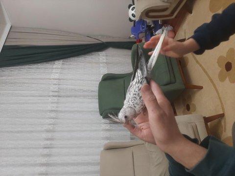 2 aylık sultan papağanı