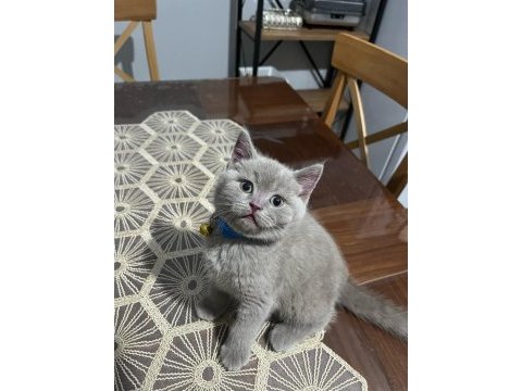 Yakışıklı yavru british shorthair