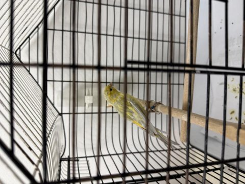 Erkek topaz safkan kanarya