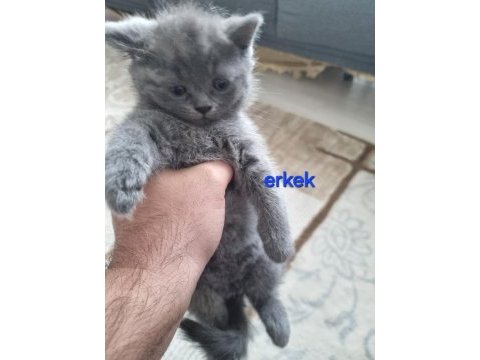 Scottish fold yavrularımız yeni yuvalarını arıyorlar
