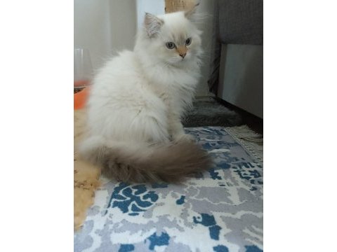 Full secereli british longhair