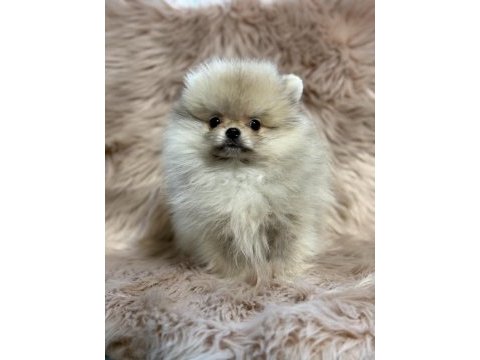 Ukrayna girişli orjinal pomeranian boo