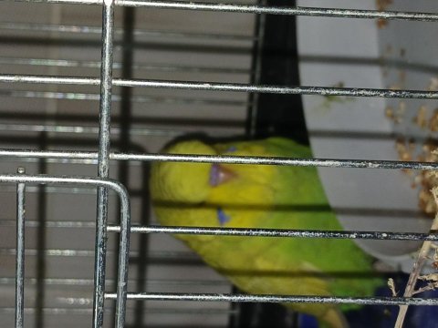 Show jumbo yavru kuşlar