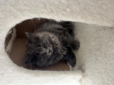 Erkek ve dişi cins yavru british longhair kediler