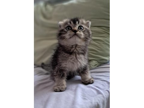 Scottish fold black tabby