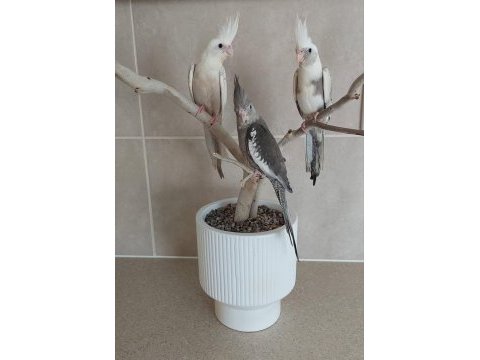 Wf white kalite yavru bebek yavru ısırma yok 35 kuşumuz