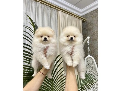 Boo pomeranian garantili çiftliğimizden yavrularımız