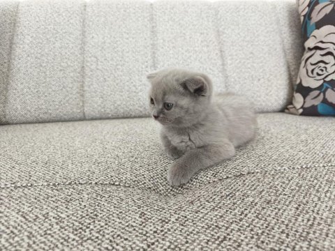 Erkek 50 günlük yavru scottish fold