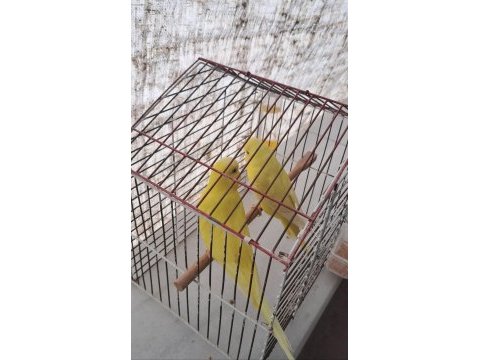 Lutino hazır çift sarı papatya kuşlar