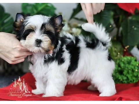 Biewer yorkshire terrier