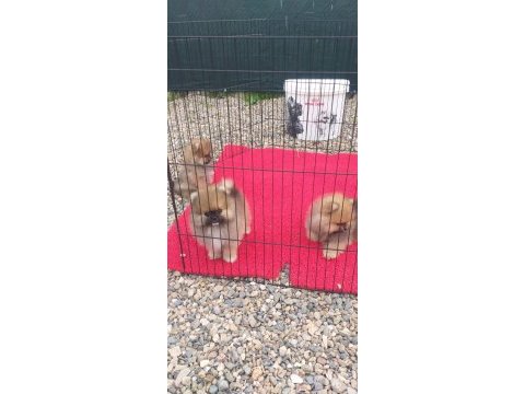 Bayram özel kampanya bayram şekerleri pomeranian boo
