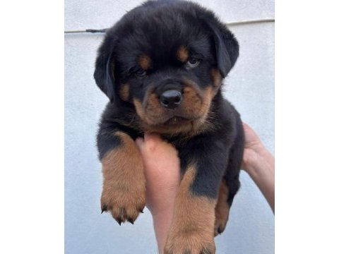 Rottweiler köpeği
