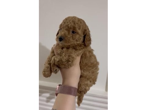 Erkek toy poodle yavru