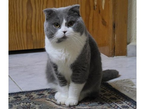 Şecereli babadan dişi ve erkek yavru kediler
