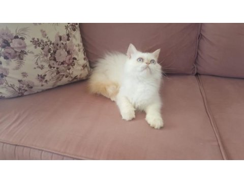 Kar topu iran kedisi oğlum