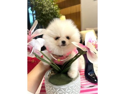 Sevgiye muhtaç minik yavru pomeranian köpekler!