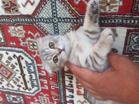 Ankara içi yavru scottish fold