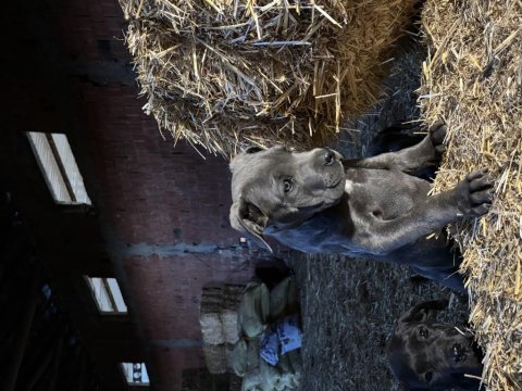 Cane corso blue safkan