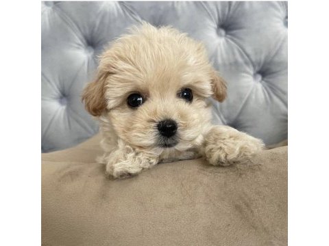 Maltipoo yavruları sonn kaldı çok uygun fiyat