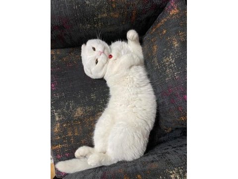 Bembeyaz scottish fold hair