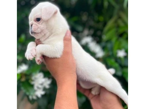 Albino pug nadir cins