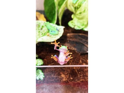 Red eye tree frog