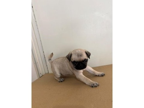 Garantili pug bebekler