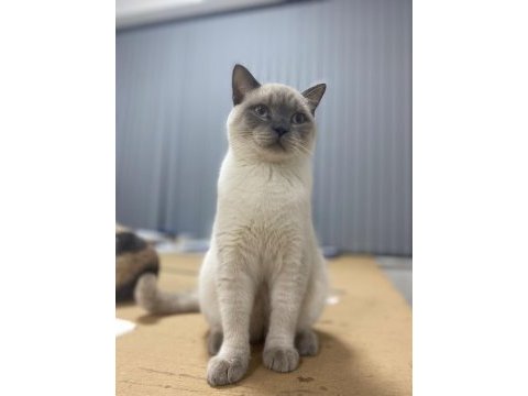 Blue point british shorthair pamuk açıklamayı okuyunuz