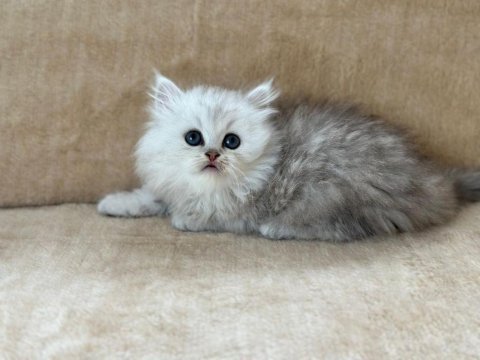 Eşsiz güzellikte chinchilla silver yavrum