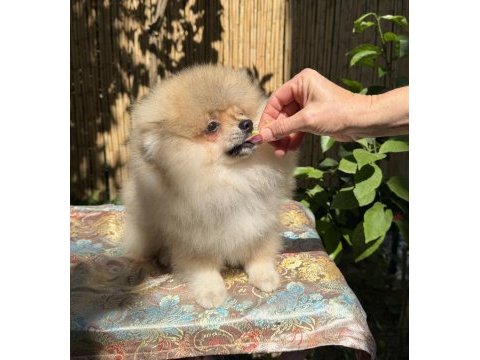 İnanılmaz güzellikte 3,5 aylık pomeranian erkek yavru