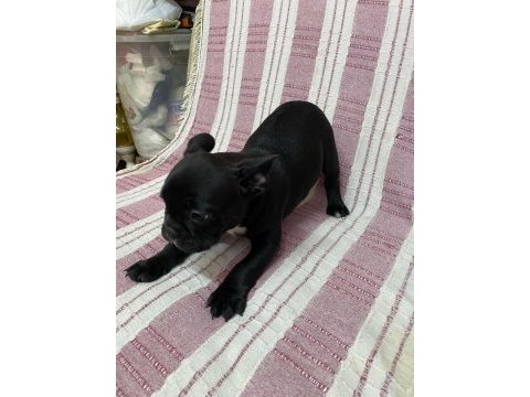 Siyah french bulldog bebeklerimiz
