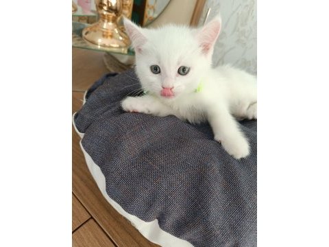 Anne baba scrli top kafa british shorthair kar beyaz yavrula