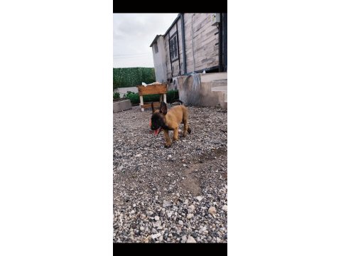 A+ kalite belçika malinois yavrular
