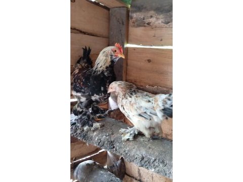 Parçalı süs tavukları