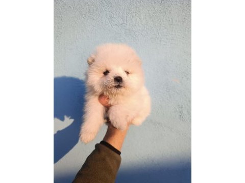 Kar beyaz samoyed yavrular teslime hazır