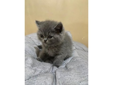 British shorthair silver tabby